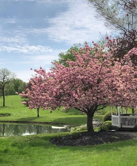 A vibrant pink tree in full bloom is located near a serene pond, enhancing the natural beauty of the scene.